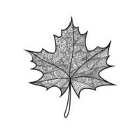 Maple Leaf Hand Drawn Vector Design. Black and white. Coloring book page for adult. Line art. Hand drawn Leaf. Vector illustration