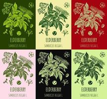 Set of vector drawings of elderberry in different colors. Hand drawn illustration. Latin name Sambucus nigra.