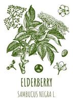 Vector drawings of elderberry. Hand drawn illustration. Latin name Sambucus nigra.