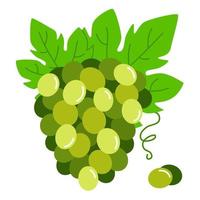 Bunch of green grapes. Vector illustration of ripe grapes with leaves.