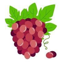 Bunch of red grapes. Vector illustration of ripe grapes with leaves.