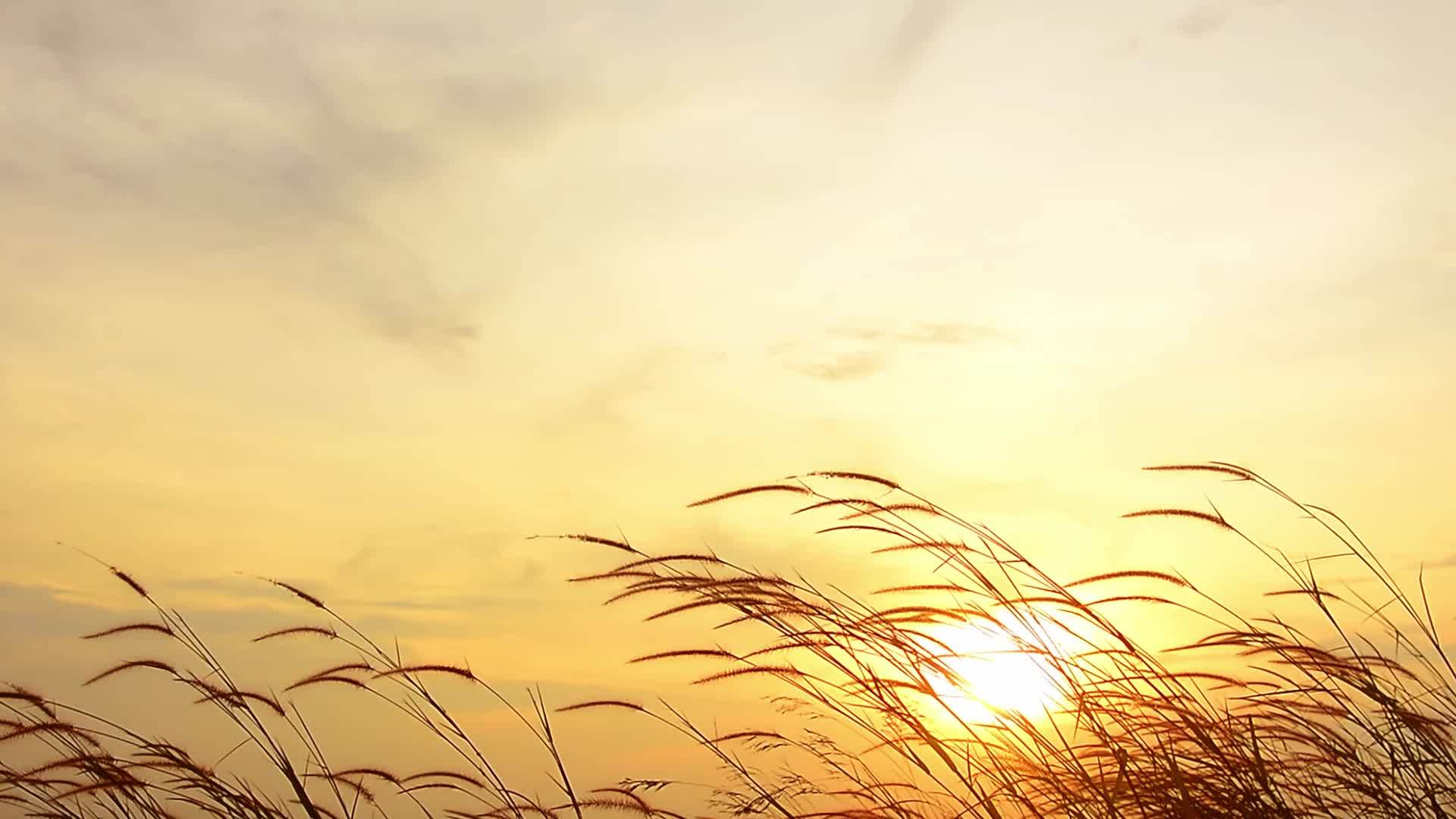 Nature background video. Beautiful flowers with evening light 15638237