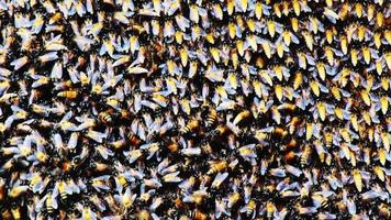 A large honeycomb on the cement wall. Many bees are building a large hive. insect world concept video