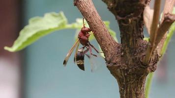 hornet cleaning herself on branch video