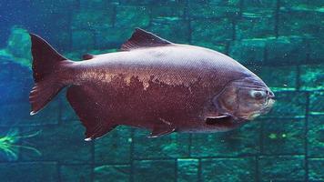 hermoso pez en el acuario. video