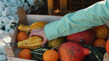 Woman looks at pumpkins at fall market video