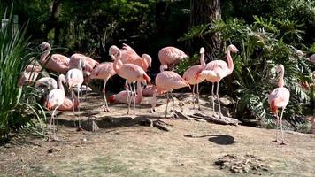 Flamingo Flock Resting Near Pond video