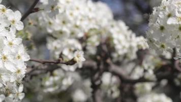 tidigt vår vit körsbär träd blommar blåser i de bris video