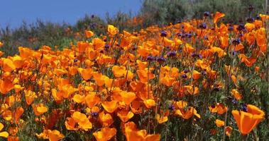 4k Kalifornische Mohnblumen blühen super im Wind video