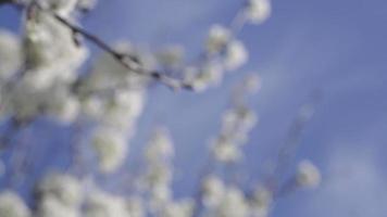fleurs de cerisier blanc au début du printemps soufflant dans la brise video
