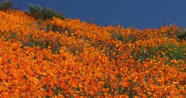Super flor de amapolas de California de 4k ondeando en la brisa video
