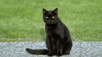 Stray Cat Sitting on Concrete Floor video