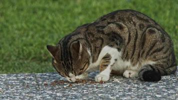 verdwaald kat zittend Aan beton verdieping video