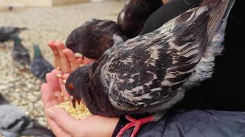 femme nourrissant un pigeon video