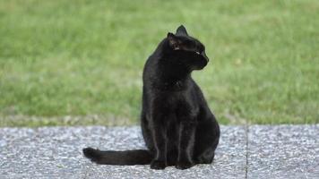 gato de rua sentado no chão de concreto video