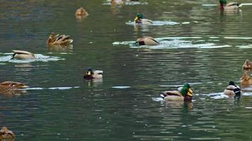 Wildenten, die im Herbst im See schwimmen video