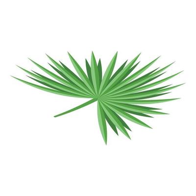 Palm tree leaf icon, isometric style
