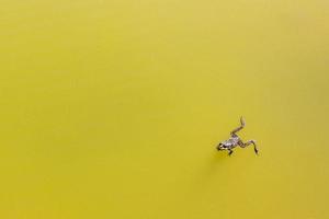 Green frog toad swims in green pond lake in Germany. photo