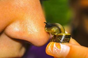 Put a snail on the nose in Germany. photo