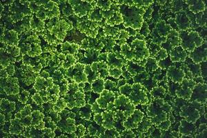 Closeup of top view of green leaves in dark tones as natue background pattern using as wallpaper background and cover page concept. photo