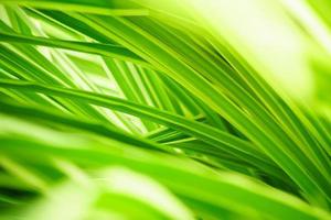 Abstract nature green blurred background nature leaf on greenery background in garden with copy space using as background wallpaper page concept. photo