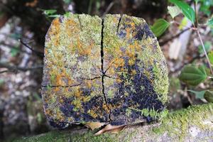 Travel to Chiangmai, Thailand. The stump of tree closeup in a forest. photo