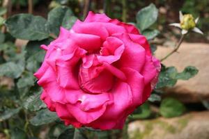 Travel to Chiangmai, Thailand. The flower of the pink rose on the branch in a garden photo