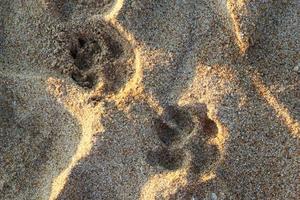 Travel to island Phuket, Thailand. The footprints of dog on the sand beach. photo