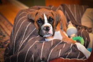 Lindo cachorro boxer leonado sobre fondo marrón foto