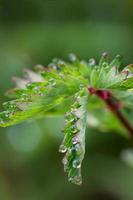 Exciting macro of dew drops on green flower photo