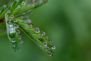 Exciting macro of dew drops on green flower photo