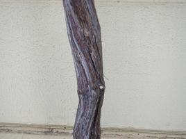 Tree trunk on the background of the wall. Thin  tree trunk. Southern shrubbery photo