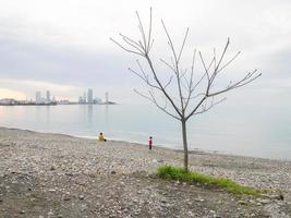 árbol en la orilla del mar. especies de árboles del sur. planta solitaria. naturaleza y ciudad foto