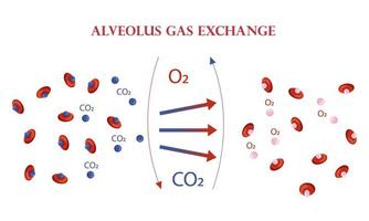 esquema de intercambio de oxigeno y dioxido de carbono en esquema de alveolos vector