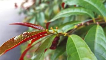 An insect named tomcat is reddish green perched on the leaves photo