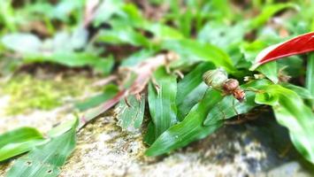 An insect named tomcat is reddish green perched on the leaves photo