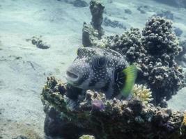 white spotted pufferfish lying on corals while diving photo