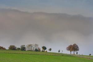 single trees with green fields and a huge wall of white fog over the ground detail view photo