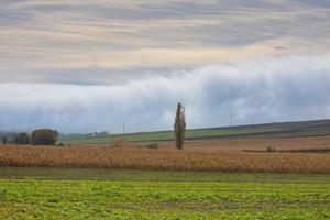 dense wall of white fog on the ground in a nature landscape photo