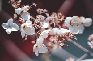 A Dried flower tree in winter, closeup of white flowers, dry floral background photo