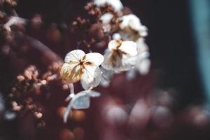 un árbol de flores secas en invierno, primer plano de flores blancas, fondo floral seco foto