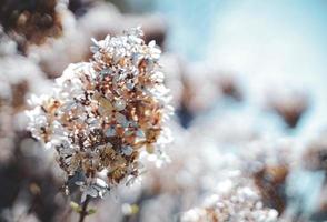 A Dried flower tree in winter, closeup of white flowers, dry floral background photo