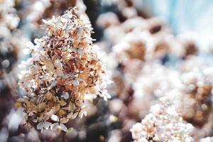 A Dried flower tree in winter, closeup of white flowers, dry floral background photo
