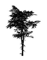 Tree silhouette for brush on white background photo