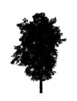 Tree silhouette for brush on white background photo