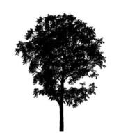 Tree silhouette for brush on white background photo