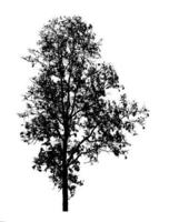 Tree silhouette for brush on white background photo