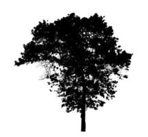 Tree silhouette for brush on white background photo