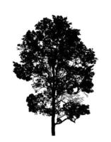 Tree on transparent picture background with clipping path, single tree with clipping path and alpha channel on black background photo