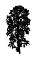 Tree on transparent picture background with clipping path, single tree with clipping path and alpha channel on black background photo